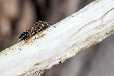 Close-up of an ant crawling on a kitchen countertop with a blurred background.