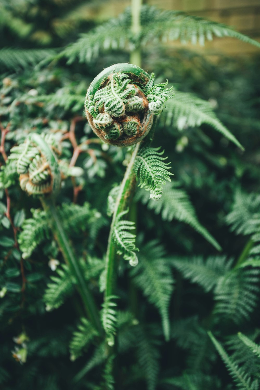 green leafed plants