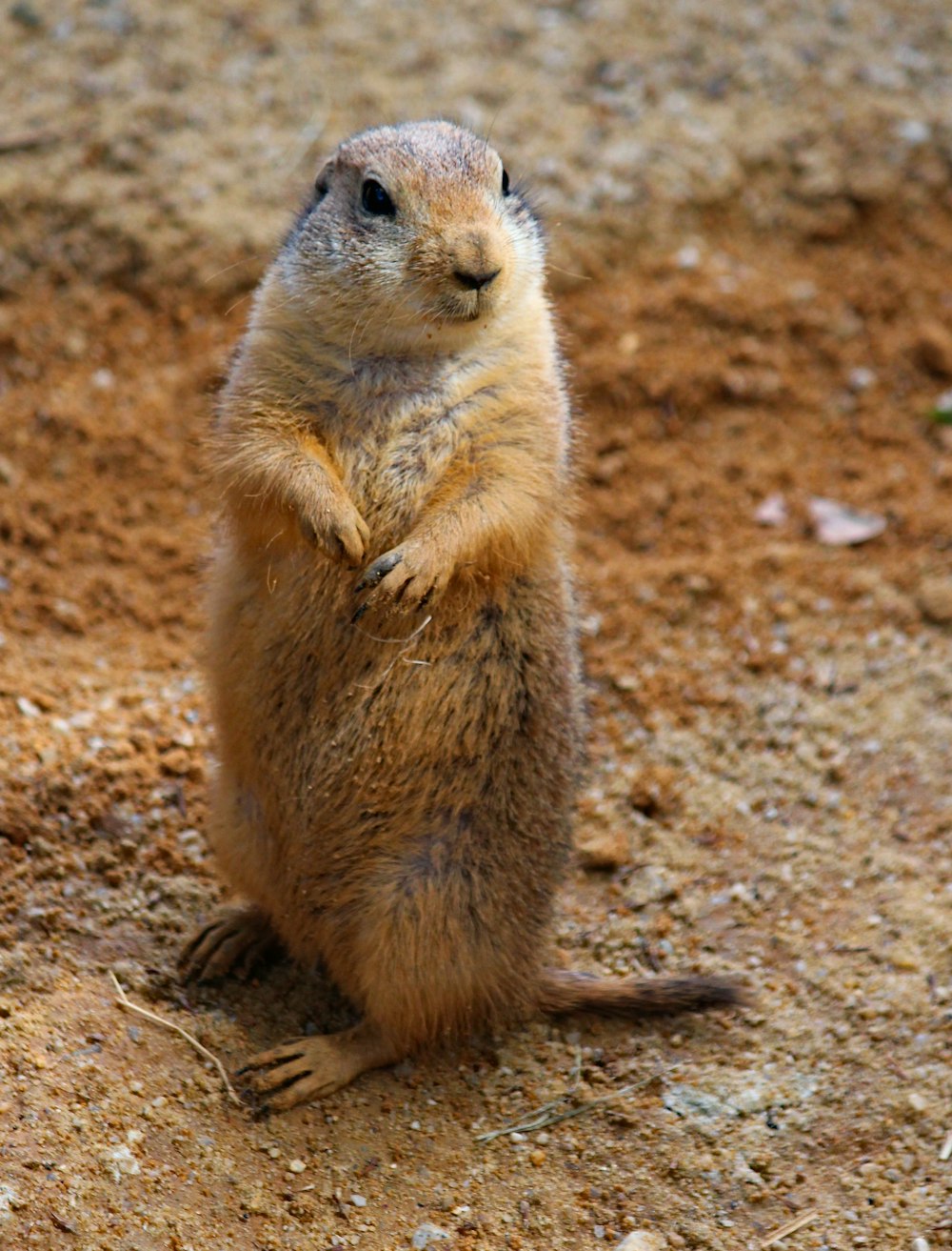 closeup photo of squirrel