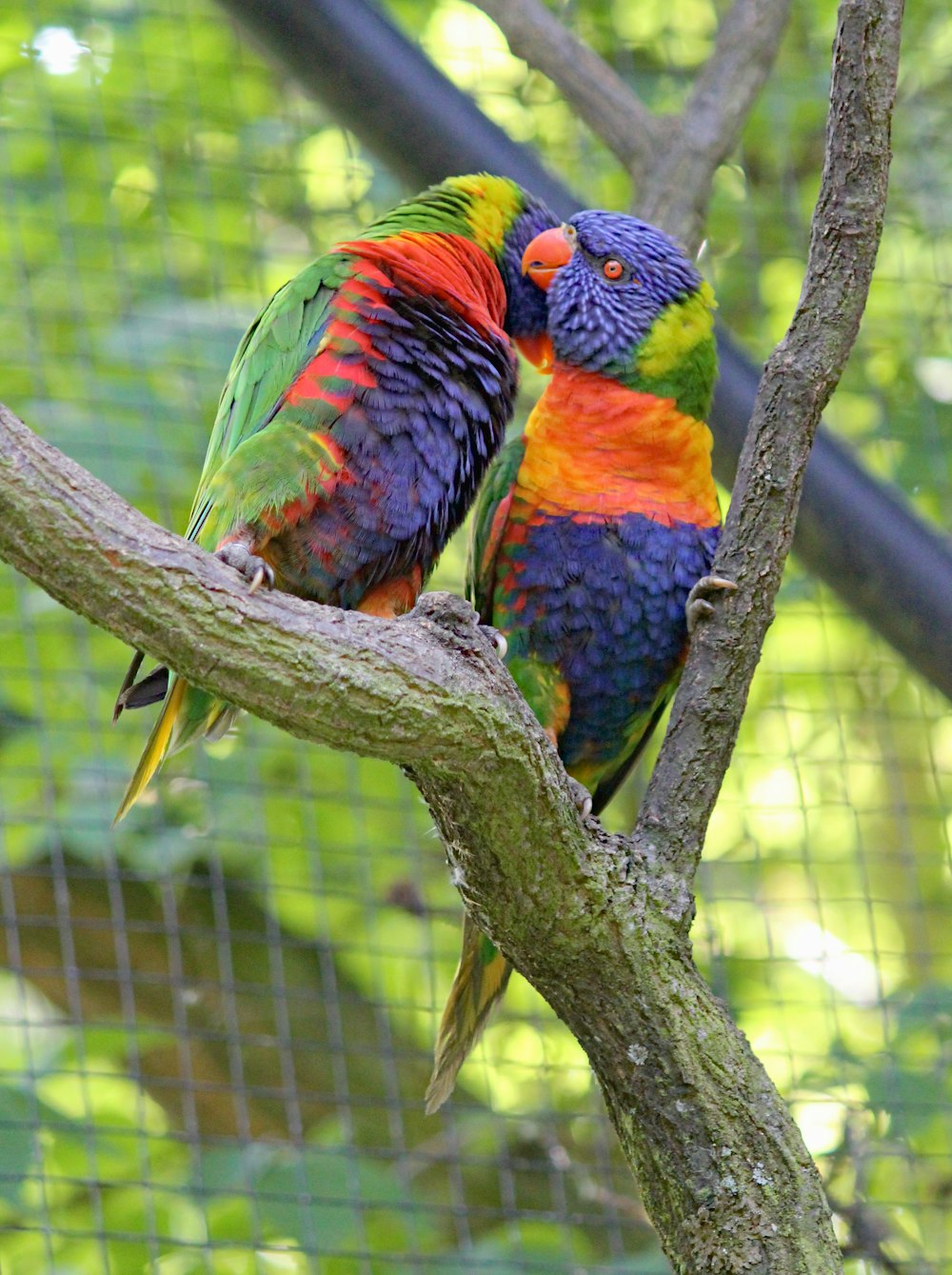 coppia di uccelli blu-rosso-e-verdi sul ramo dell'albero
