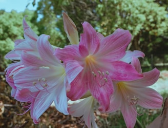 A close-up of delicate pink and white flowers from a garden party