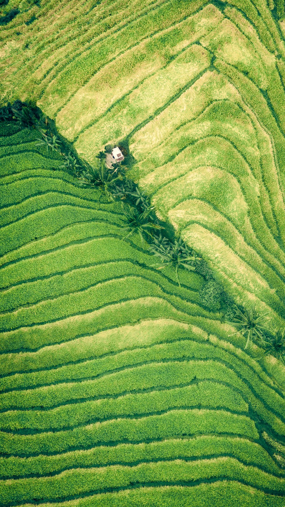 Vista aérea de terrazas de arroz