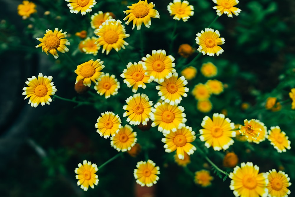 fleur à pétales jaunes et blancs
