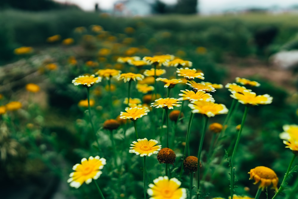 yellow flower fields