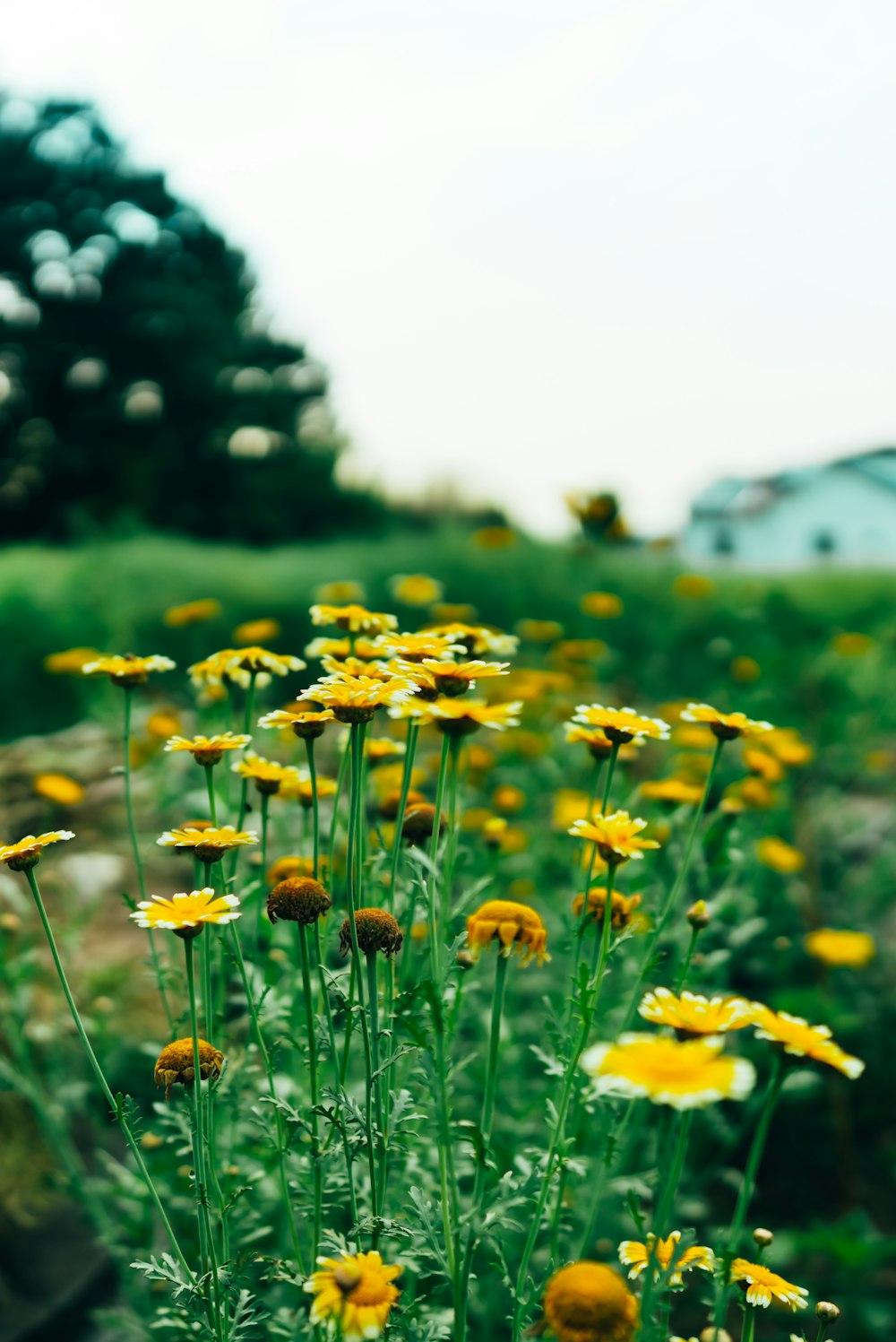 close-up photo of yellow flower