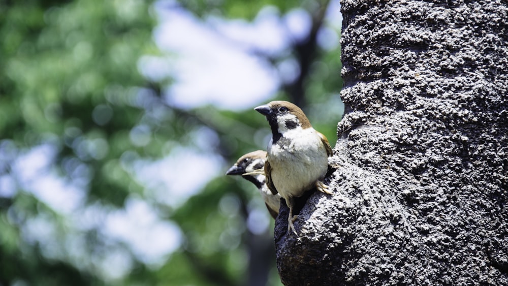 Moineaux domestiques bruns et gris perchés sur le tronc d’arbre