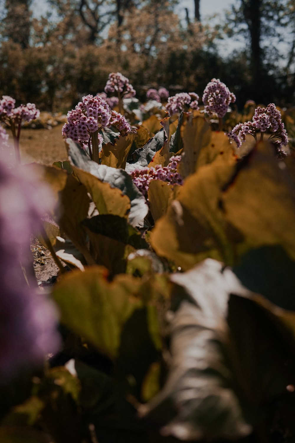 Flor de pétalos púrpuras que florece durante el día