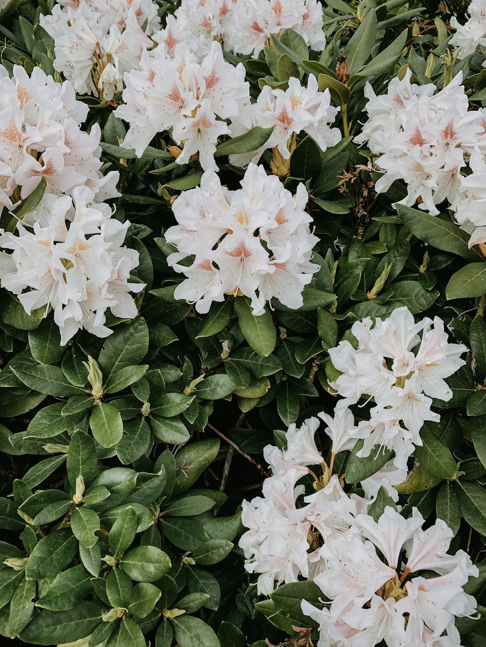 white petaled flwoers