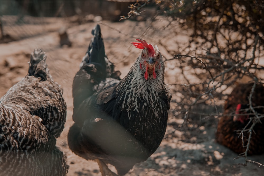 three roosters near shrub