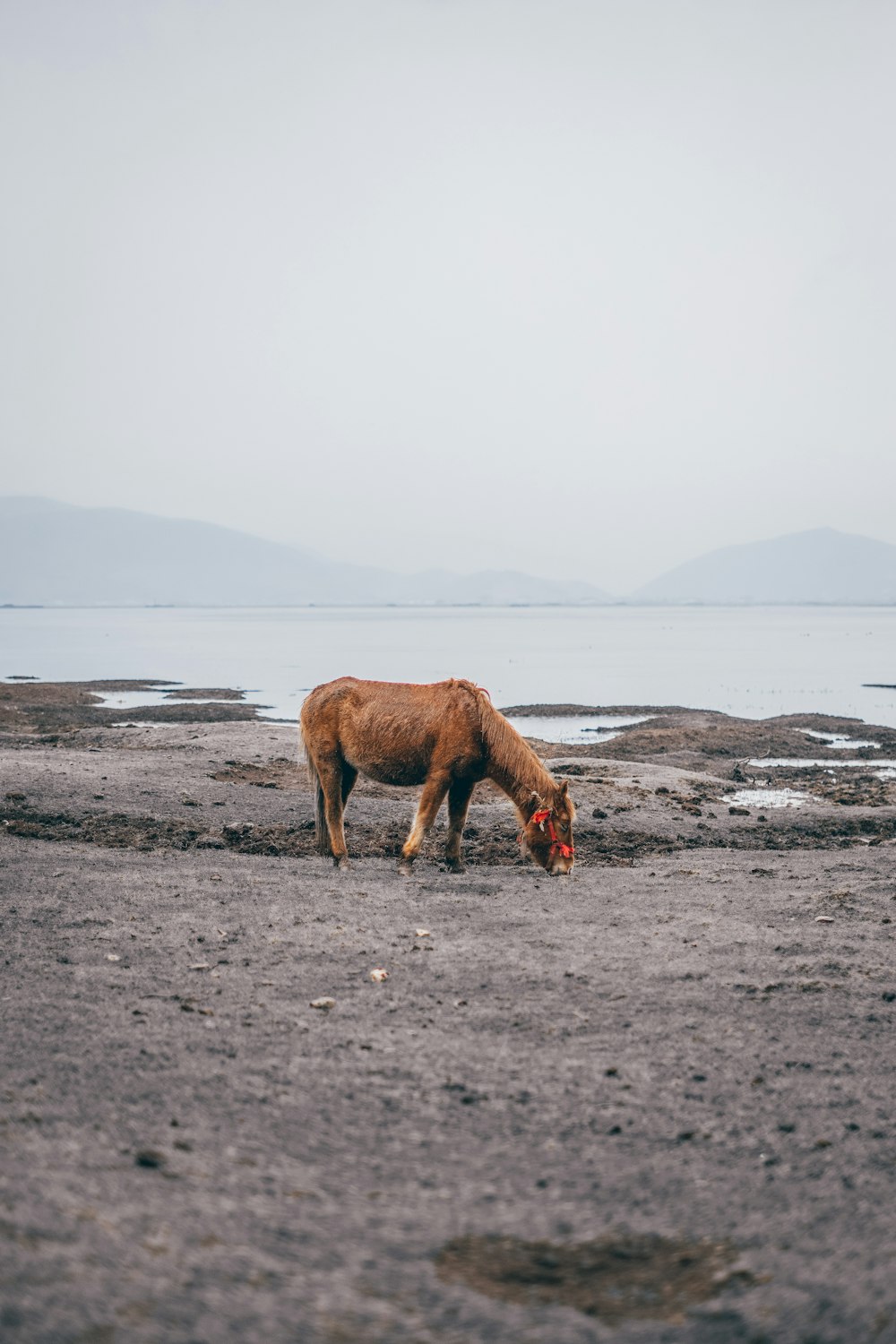 brown horse on seashore