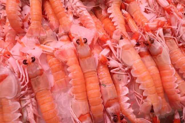 A pile of langoustines (also known as Norway lobsters) displayed on a bed of crushed ice. The langoustines have orange and white segmented shells and small black eyes. Their bodies and claws are mostly intact and arranged closely together.