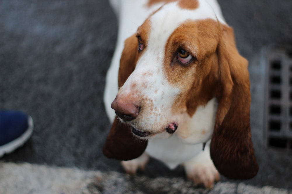 basset hound on pavement