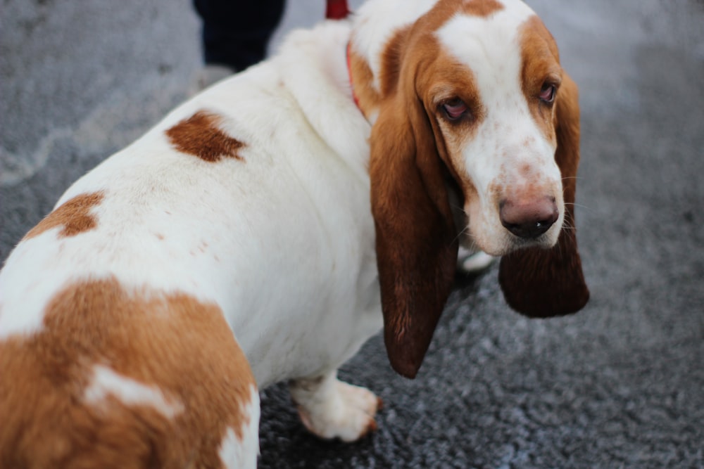 Basset Hound marrón y blanco