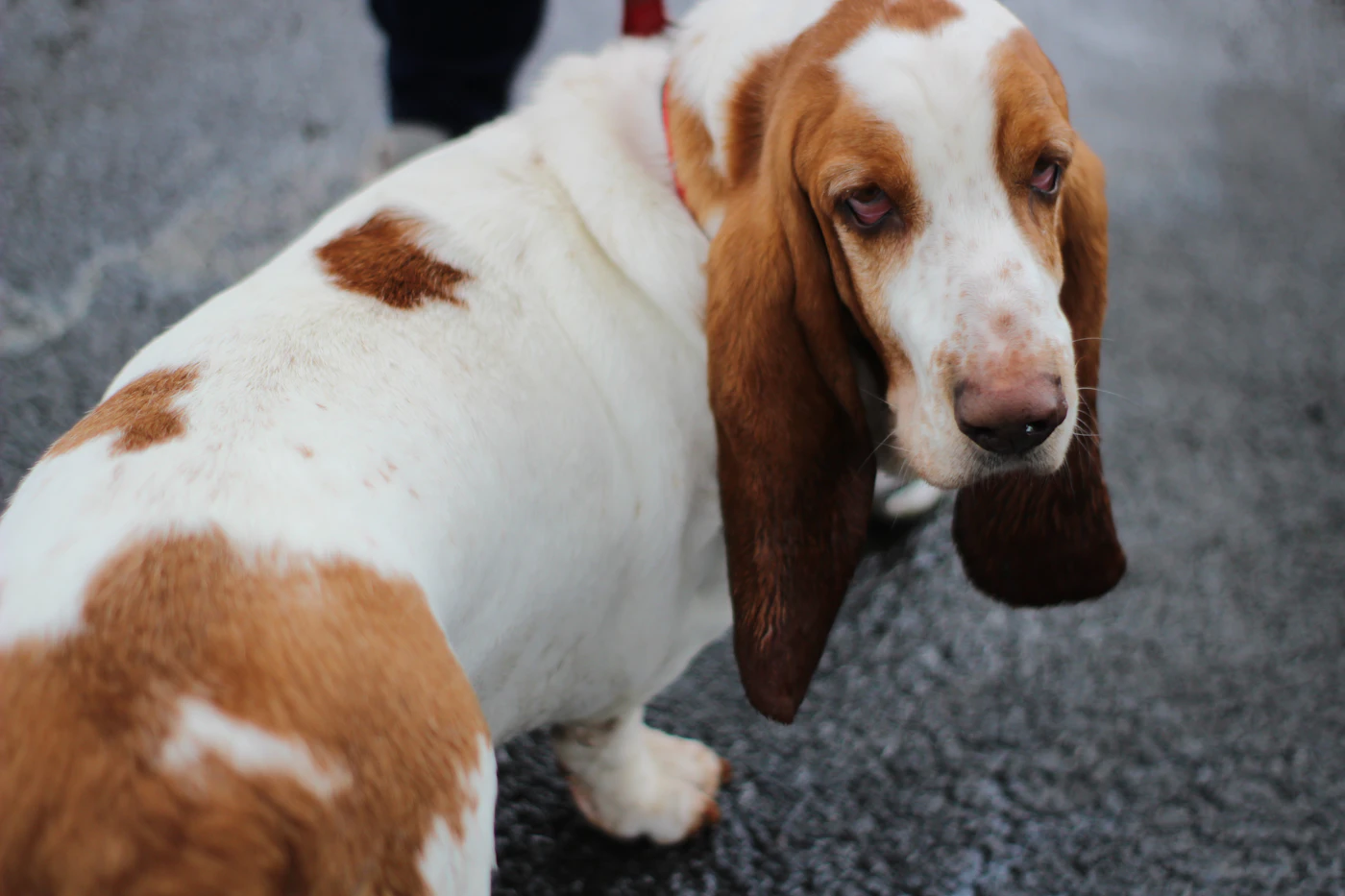 Basset Hound de pelaje marrón y blanco