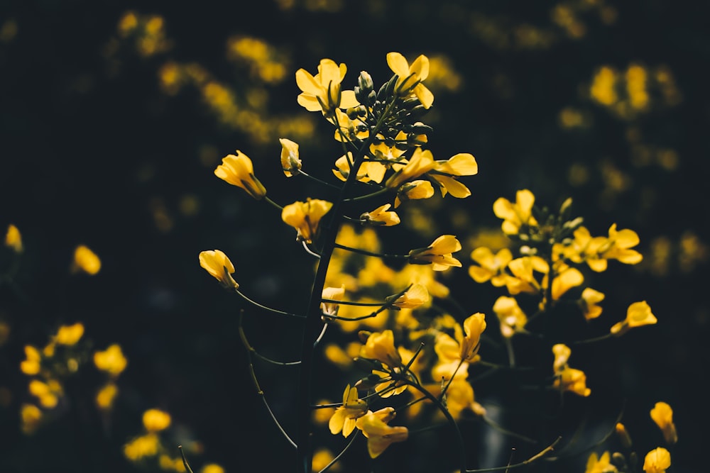 close-up photo of yellow flowers