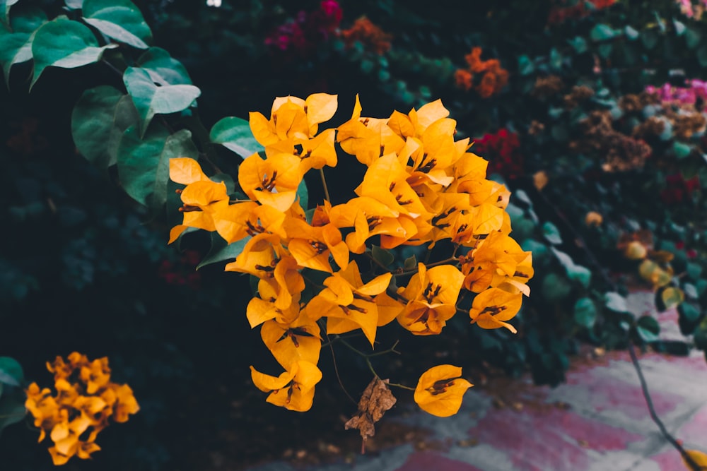 closeup photo of yellow petaled flowers