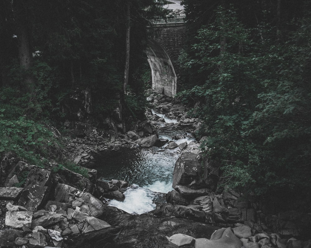 trees beside flowing water