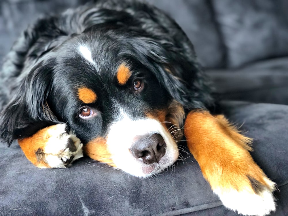 black and brown dog on sofa