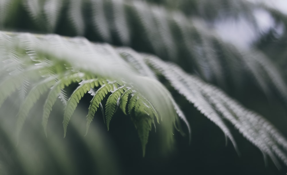 green leafed plant