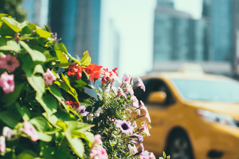 taxi à côté d’un décor de fleurs