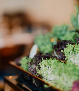 Close-up of vibrant microgreens freshly harvested and ready for packing in a clean, bright kitchen.