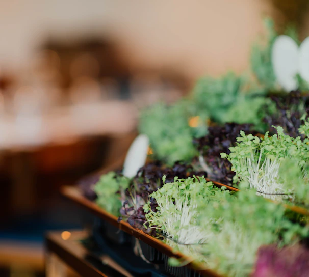 Close-up of vibrant microgreens freshly harvested and ready for packing in a clean, bright kitchen.