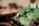 A close-up of vibrant green and purple microgreens arranged on trays, with soft, blurred background lighting creating a warm and inviting ambiance.