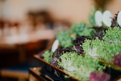 A close-up of vibrant green and purple microgreens arranged on trays, with soft, blurred background lighting creating a warm and inviting ambiance.