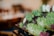A close-up of vibrant green and purple microgreens arranged on trays, with soft, blurred background lighting creating a warm and inviting ambiance.