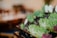 A close-up of vibrant green and purple microgreens arranged on trays, with soft, blurred background lighting creating a warm and inviting ambiance.