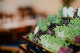 A close-up of vibrant green and purple microgreens arranged on trays, with soft, blurred background lighting creating a warm and inviting ambiance.