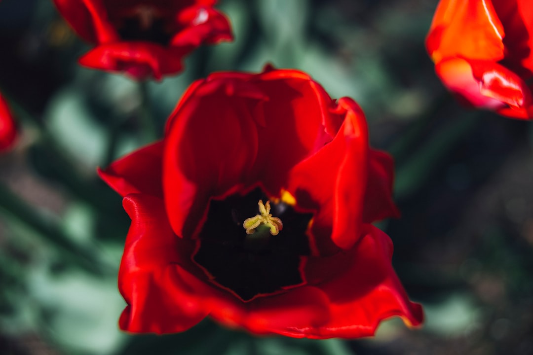 close-up photography of common poppy flower