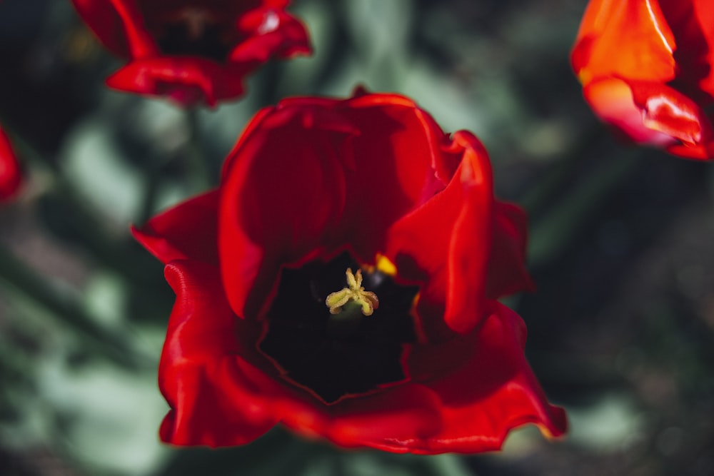 close-up photography of common poppy flower