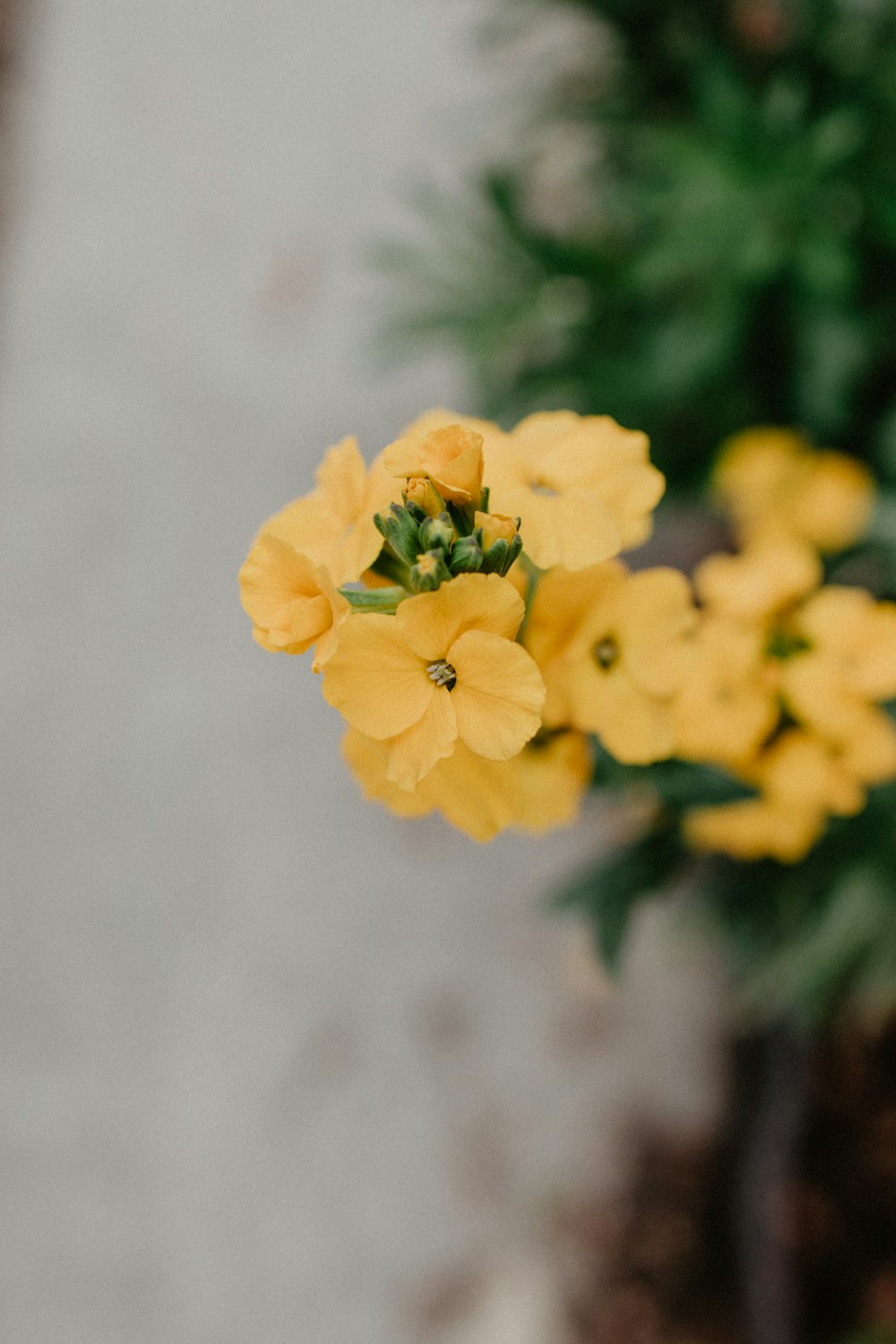 yellow flowers blooming