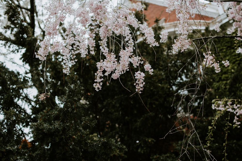 white flower tree