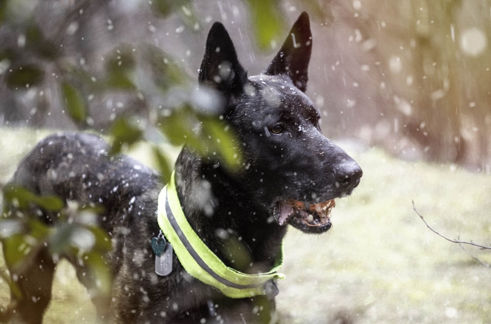 black and white short coated dog with green collar