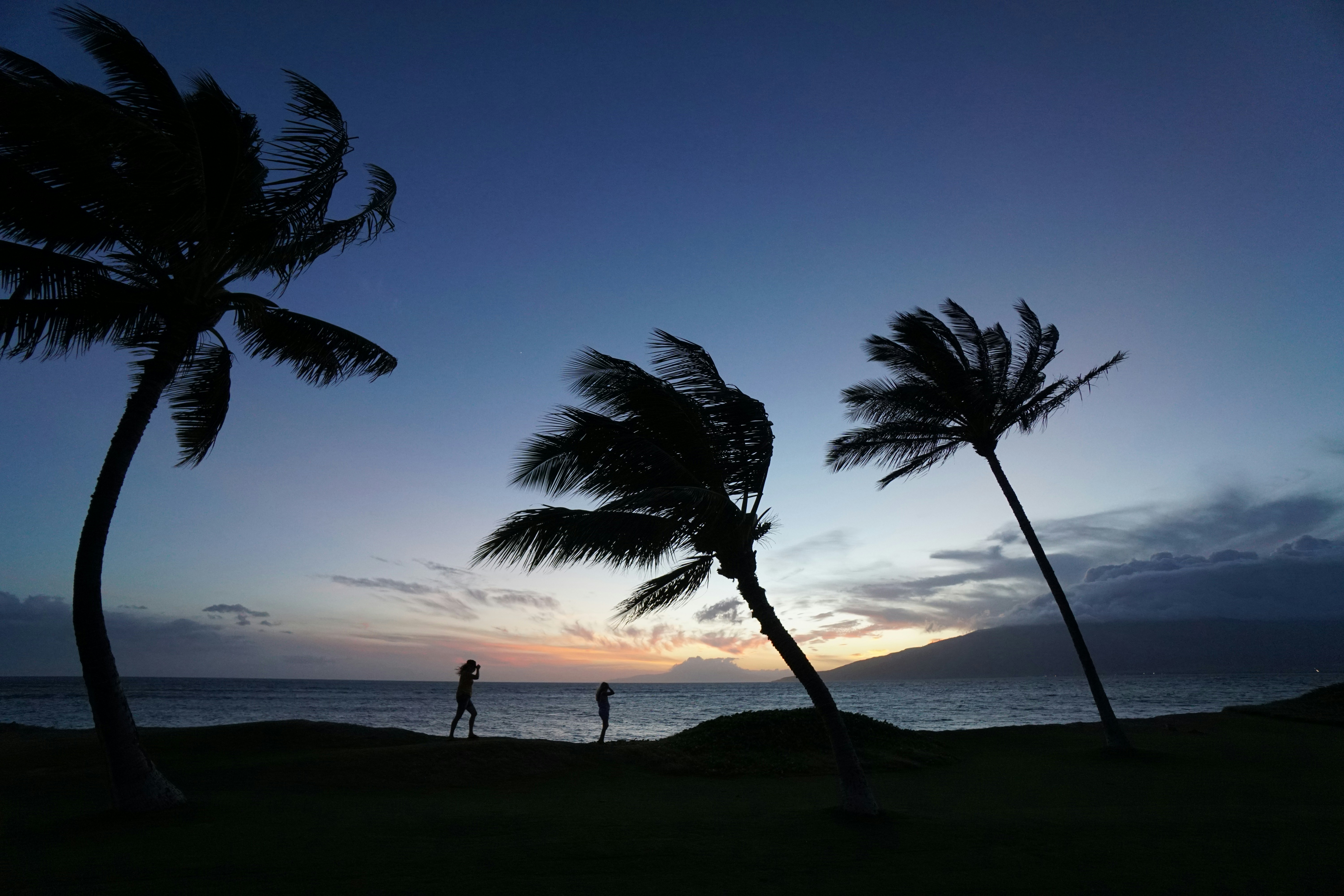 silhouette of two people standing near palm trees during sunset, 