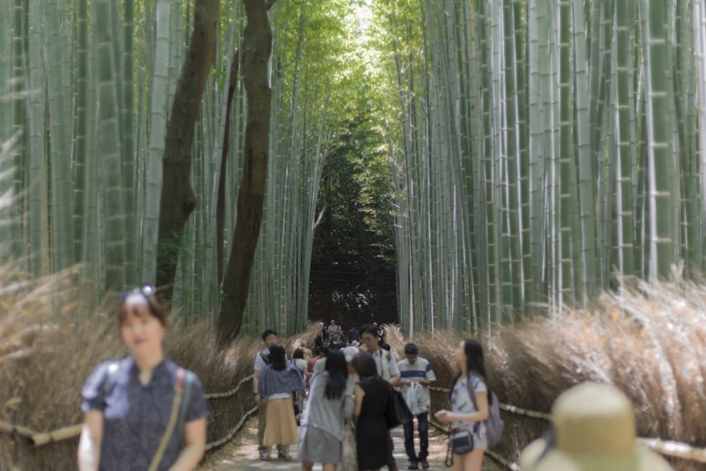 people walking at the foot bridge between bamboo trees