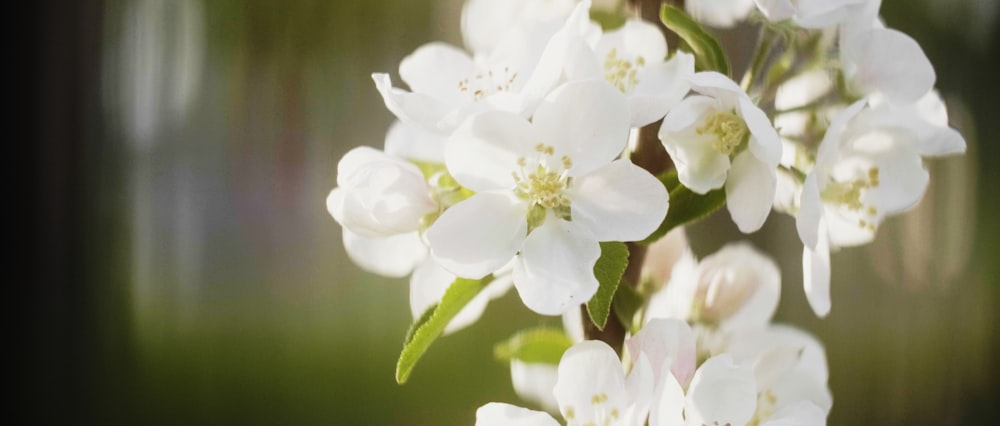 weiße Blüten blühen