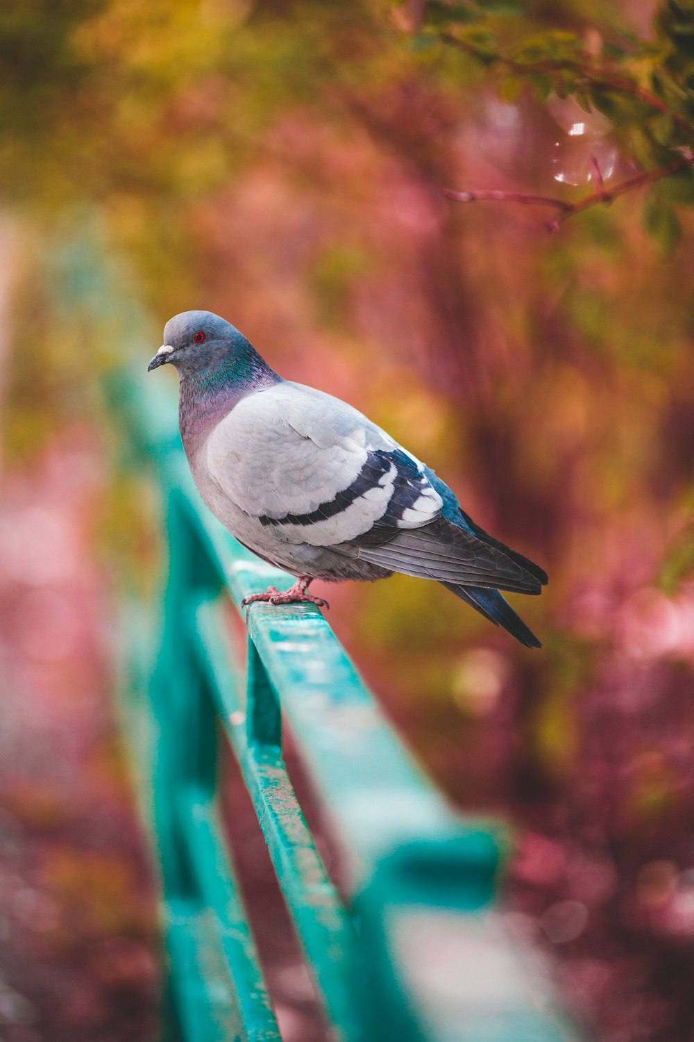 pigeon on green handrail