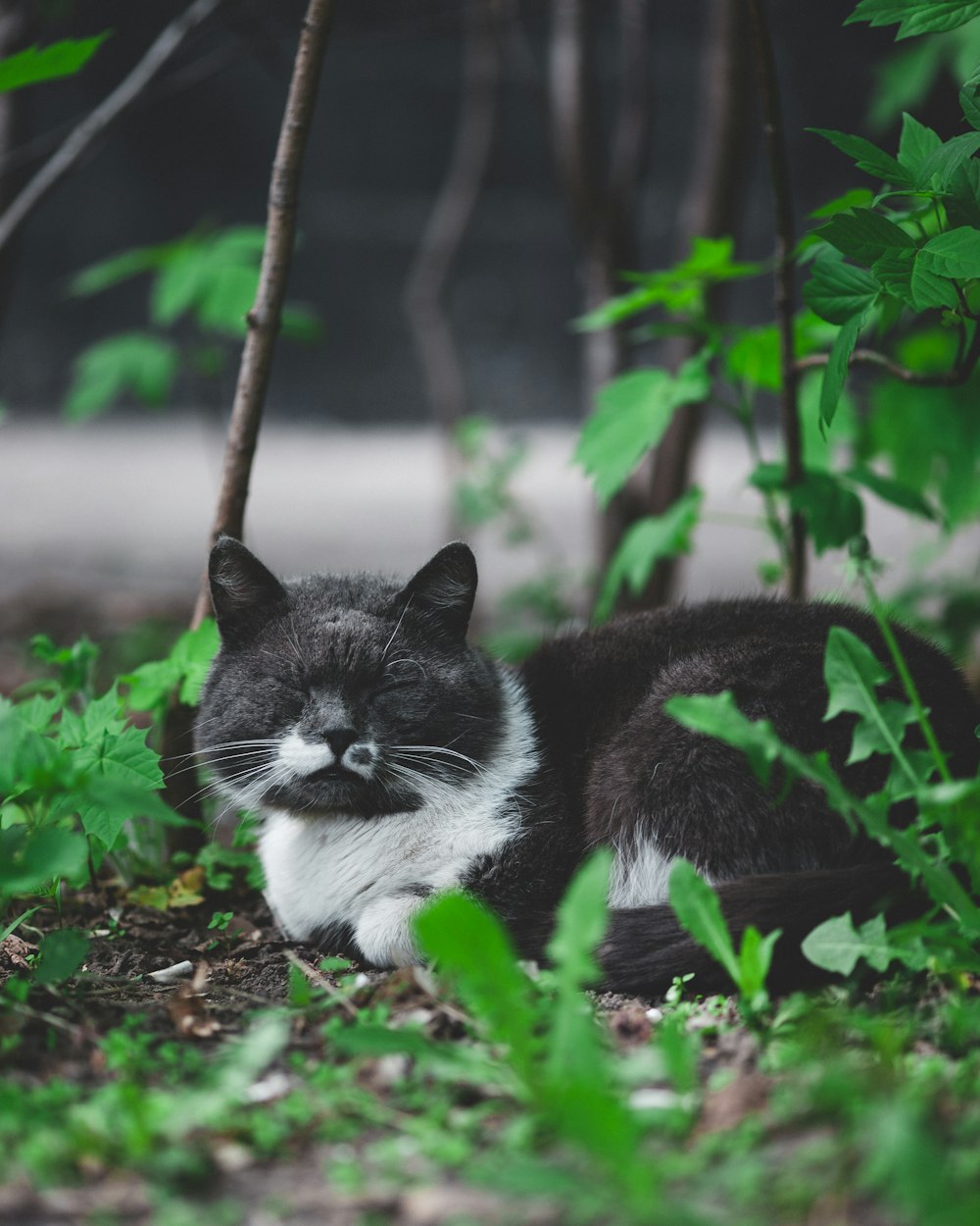 short-haired gray and white cat on green grass