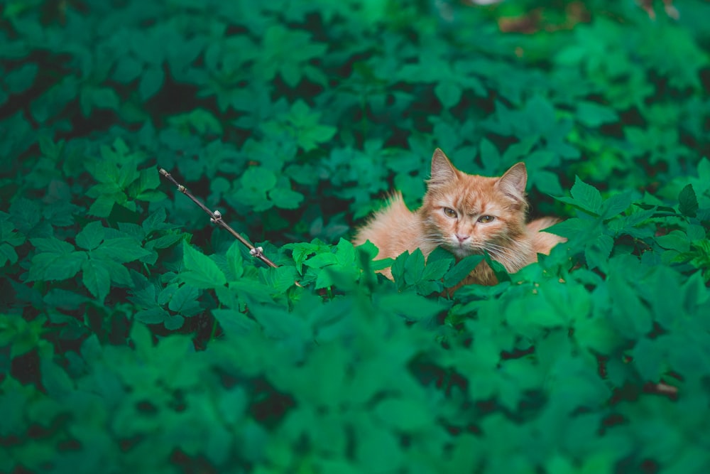 tabby cat sitting on green leafed plants