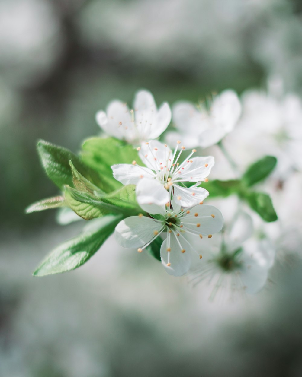 close view of white petaled flower