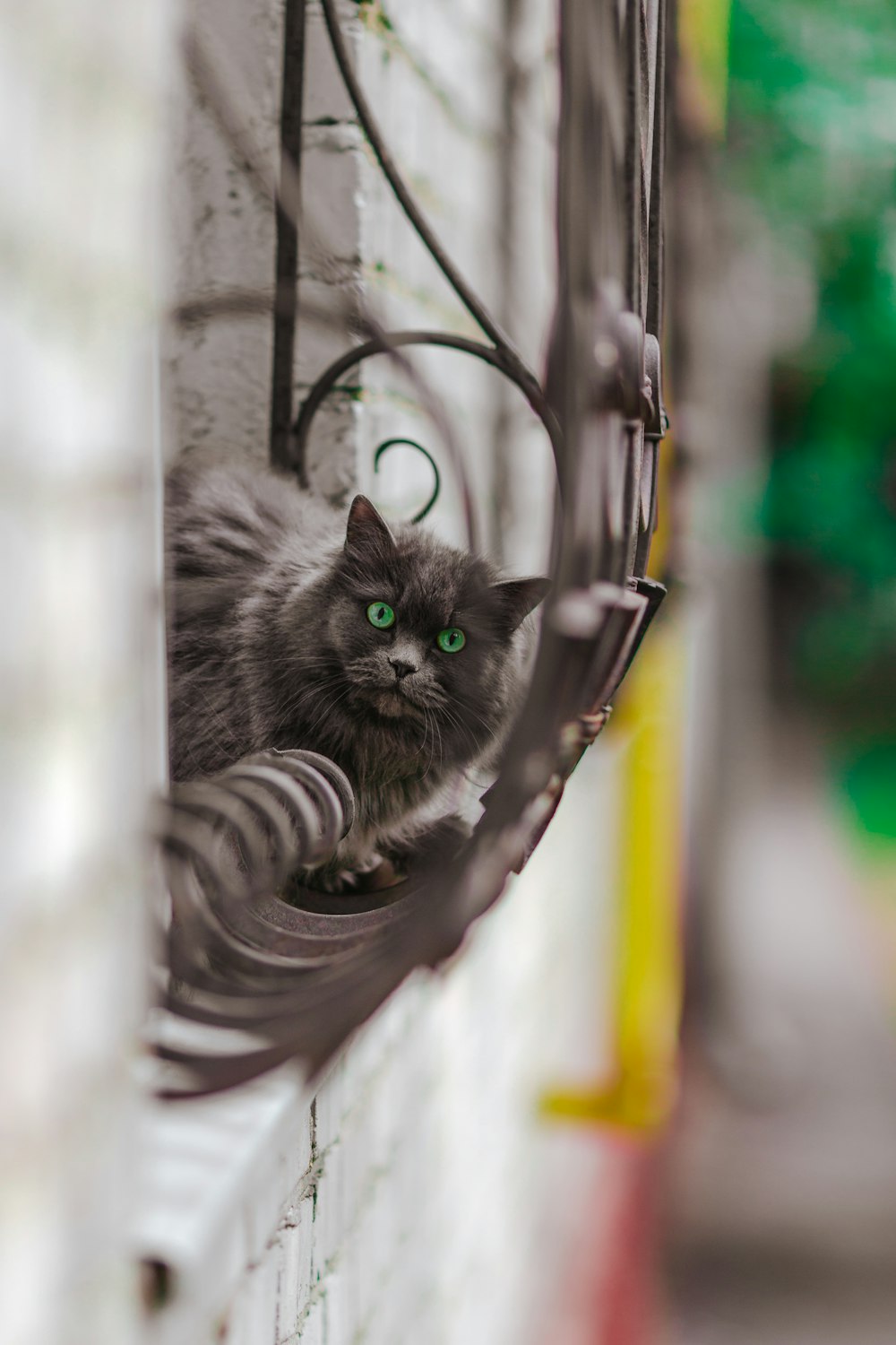 cat on window during daytime