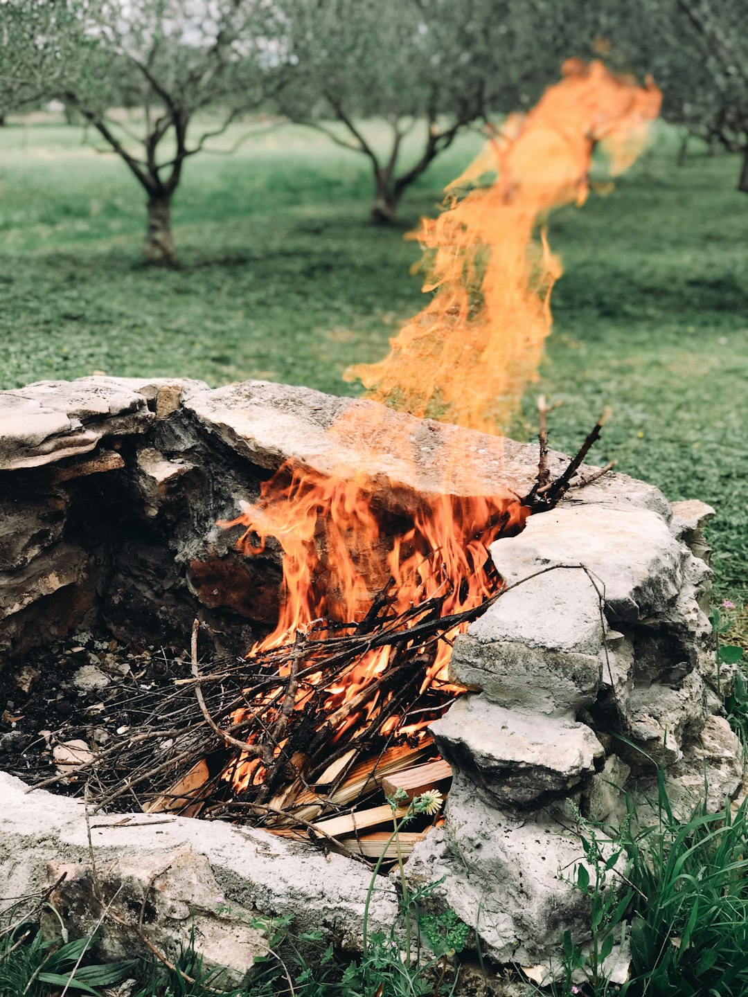 fire pit near green trees at daytime