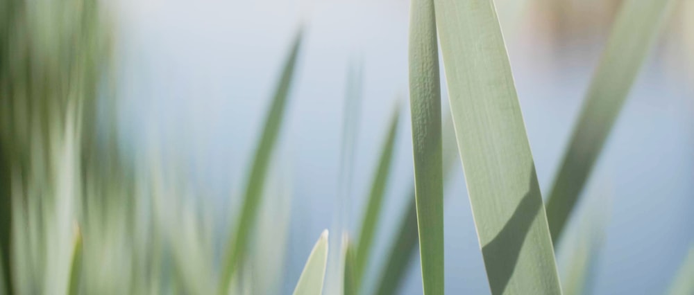 a close up of a green plant with water in the background