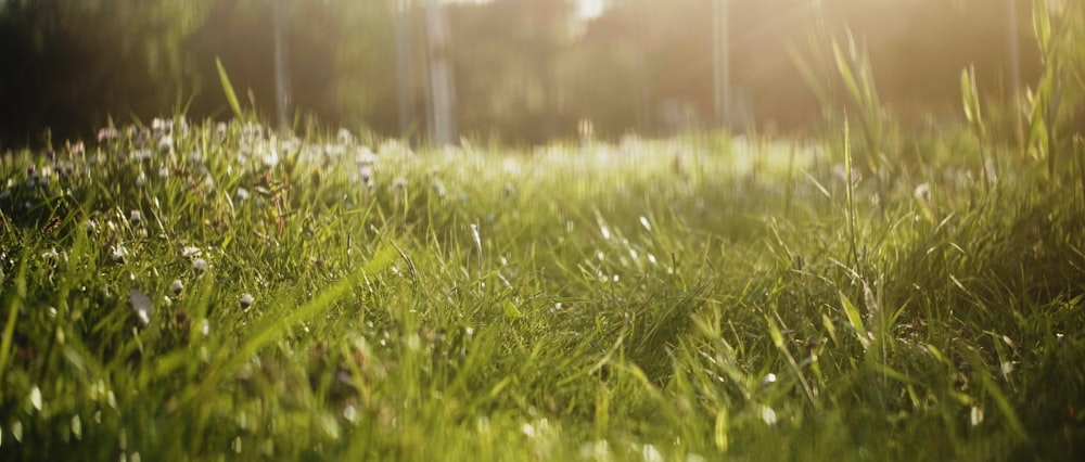 low-angle photography of growing grass