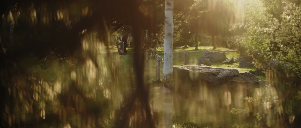 a blurry photo of trees and rocks in a park