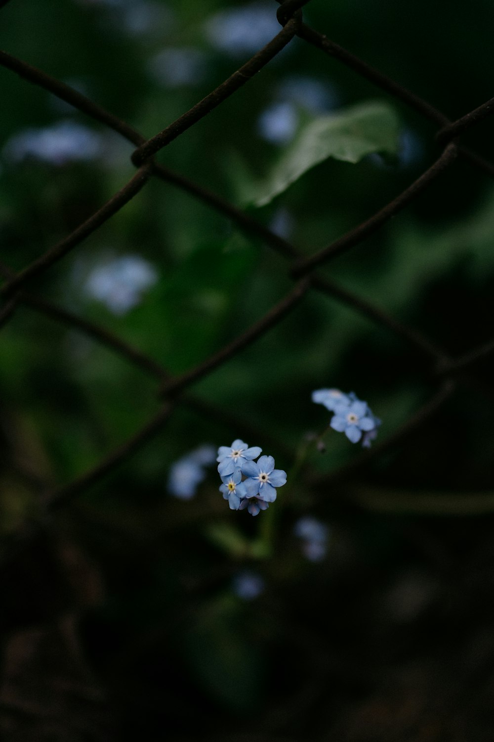 white petaled flower