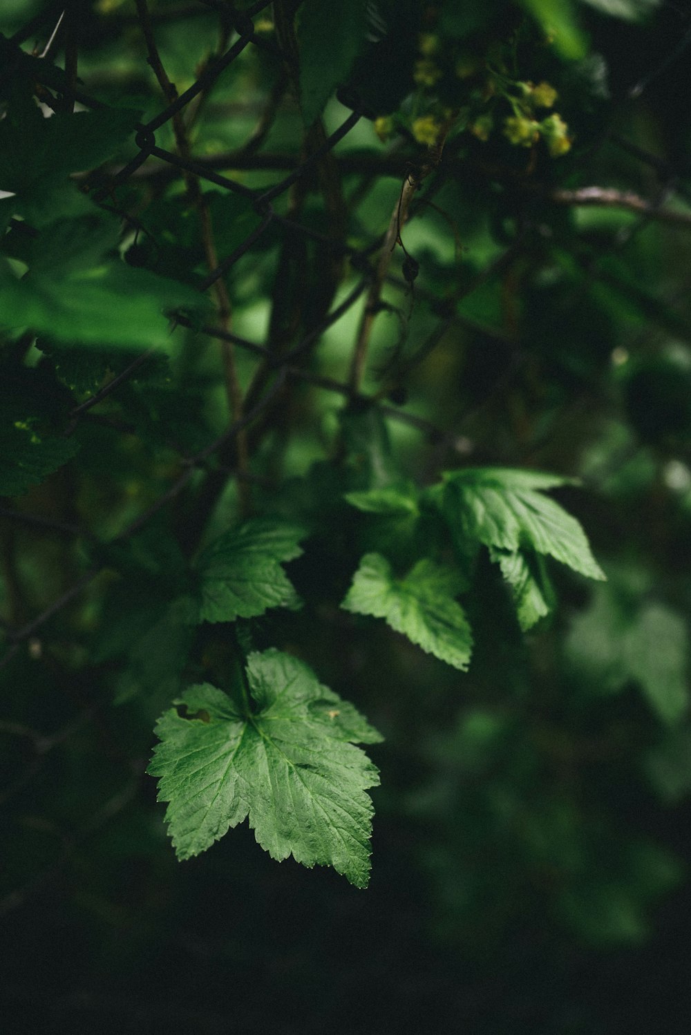 green leafy plant